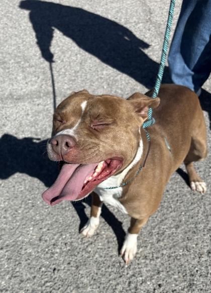 Tabitha*, Adoptable, Adult Female Pit Bull Terrier & Mixed Breed.