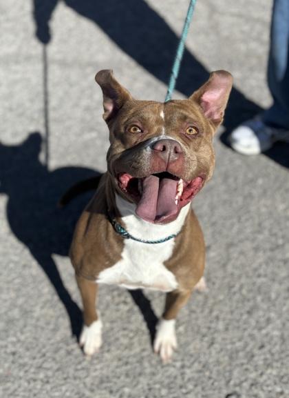 Tabitha*, a Adoptable mixed breed in El Paso, TX image 2/3