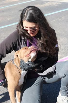 Tabitha*, a Adoptable mixed breed in El Paso, TX image 3/3