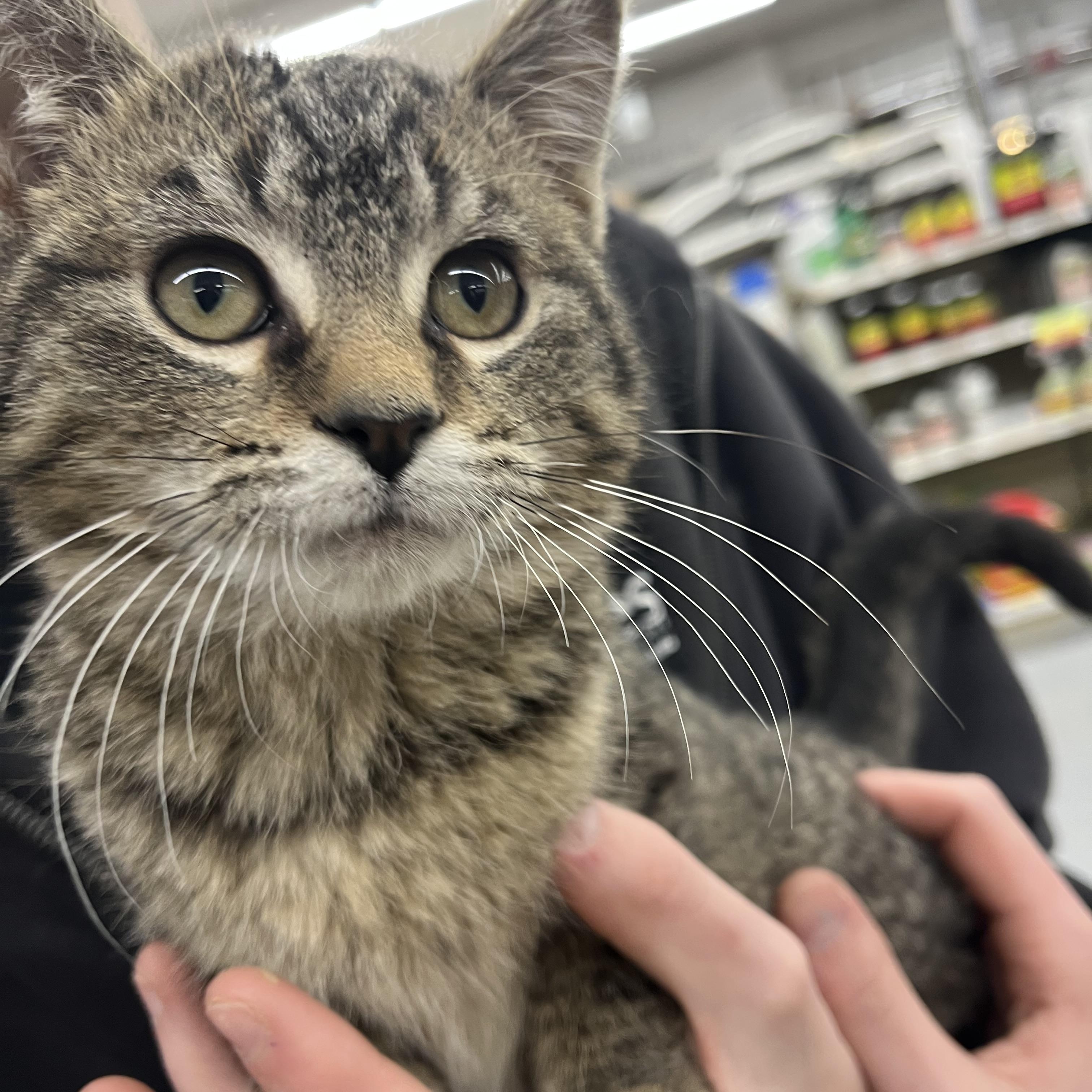 Winston , adopted, Kitten Male Domestic Short Hair.
