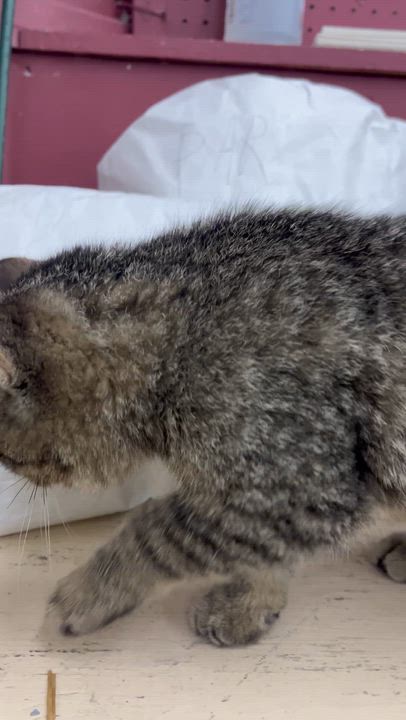 Enlarge Winston , an adopted Domestic Short Hair in Moline, IL video 3/3