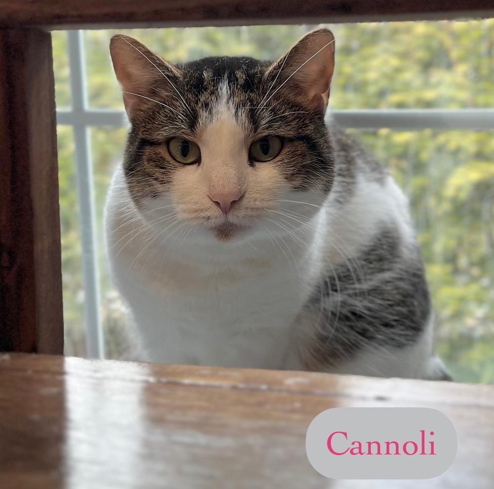 Cannoli, Adoptable, Adult Female Domestic Short Hair.