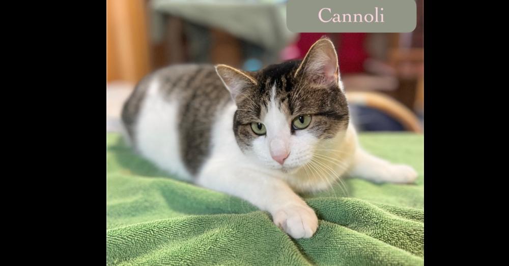 Enlarge Cannoli, a Adoptable Domestic Short Hair in Chalfont, PA image 2/6