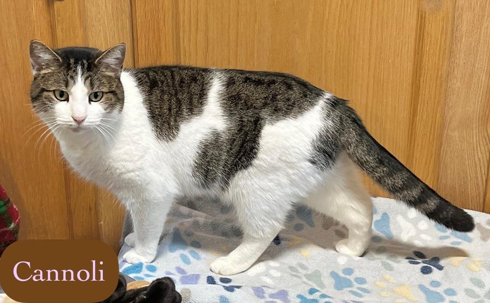 Enlarge Cannoli, a Adoptable Domestic Short Hair in Chalfont, PA image 3/6
