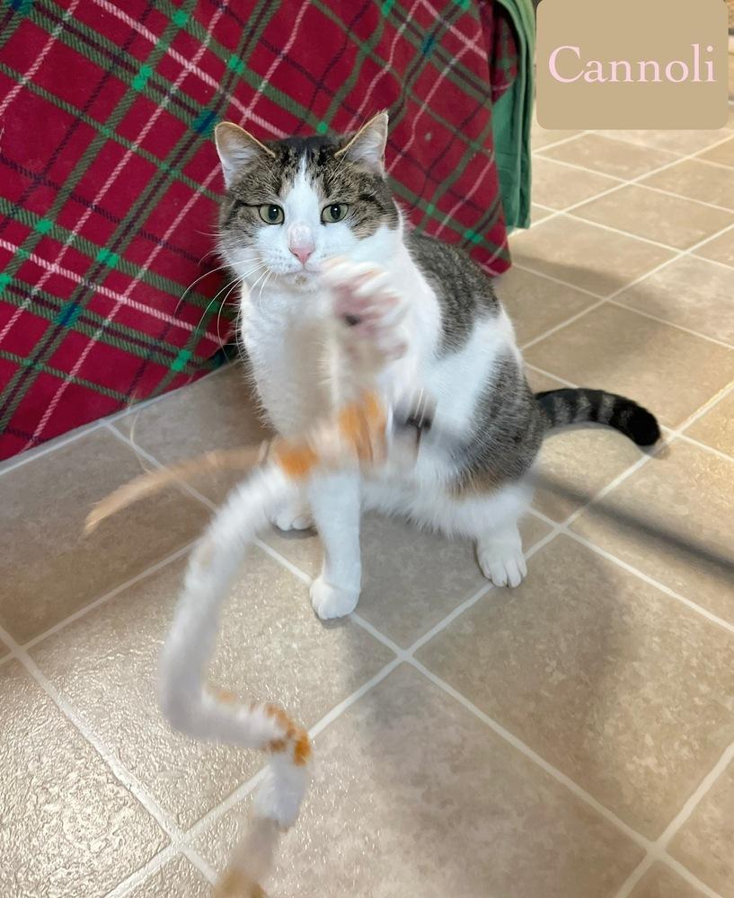 Enlarge Cannoli, a Adoptable Domestic Short Hair in Chalfont, PA image 4/6