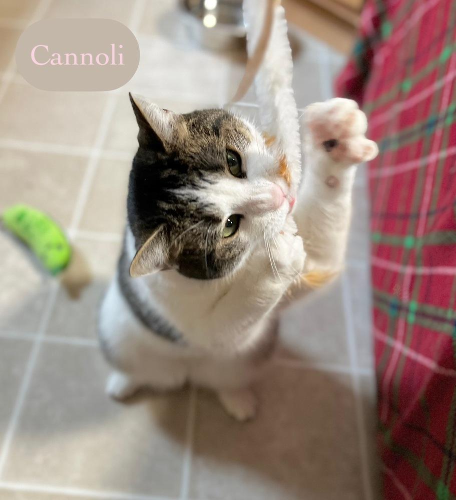Enlarge Cannoli, a Adoptable Domestic Short Hair in Chalfont, PA image 5/6