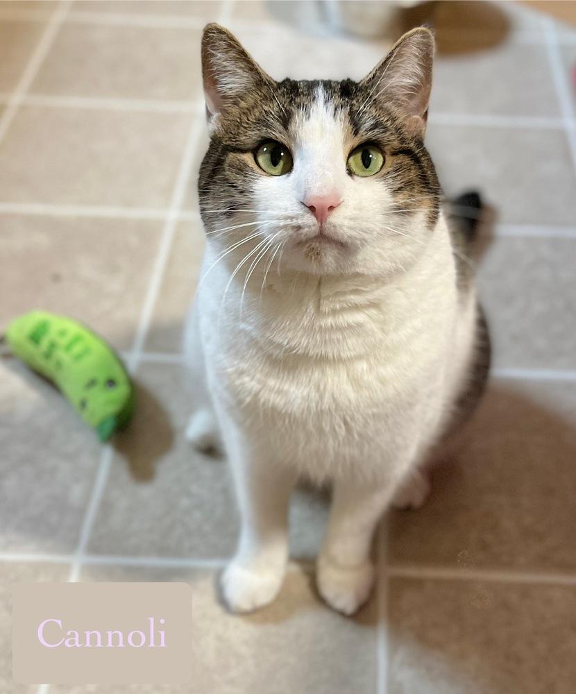Enlarge Cannoli, a Adoptable Domestic Short Hair in Chalfont, PA image 6/6