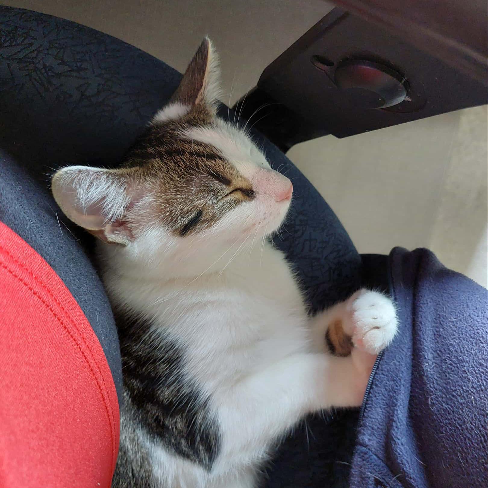 Enlarge Fudge, a Adoptable mixed breed in Harrisburg, PA image 3/6