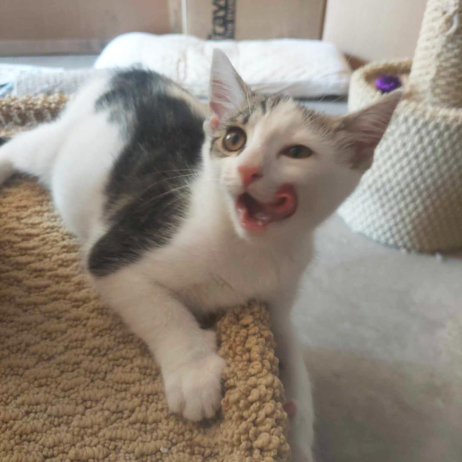 Fudge, Adoptable, Kitten Male Tabby & Domestic Short Hair.