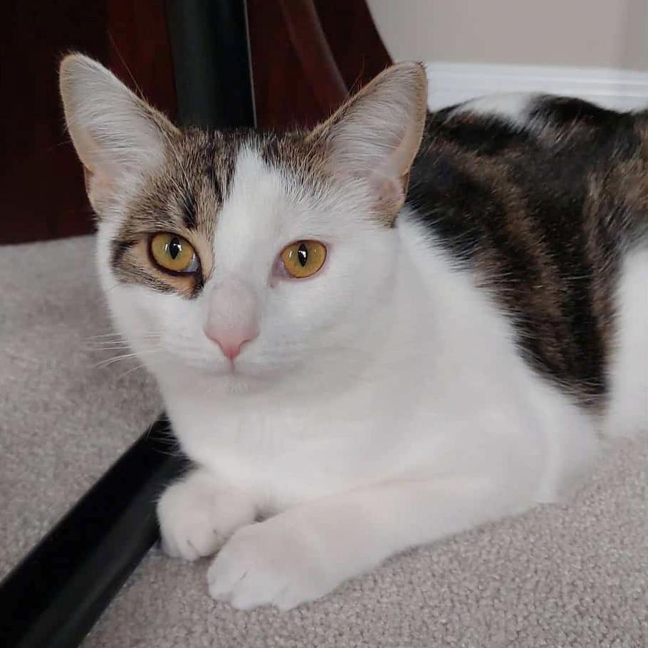 Enlarge Fudge, a Adoptable mixed breed in Harrisburg, PA image 1/6