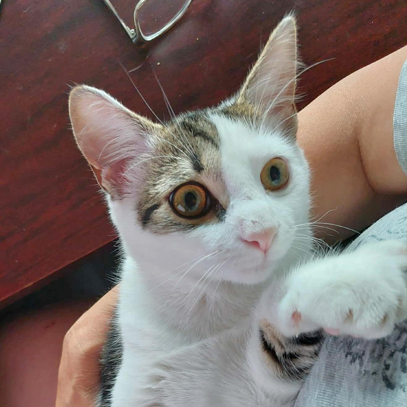 Enlarge Fudge, a Adoptable mixed breed in Harrisburg, PA image 2/6