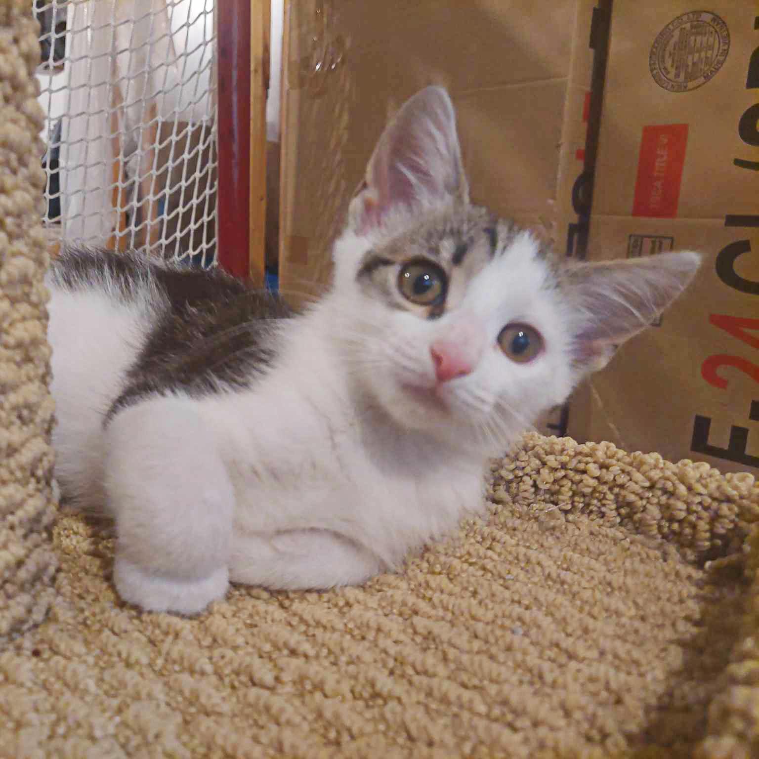 Enlarge Fudge, a Adoptable mixed breed in Harrisburg, PA image 5/6