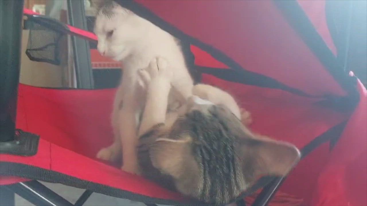 Enlarge Fudge, a Adoptable mixed breed in Harrisburg, PA video 6/6