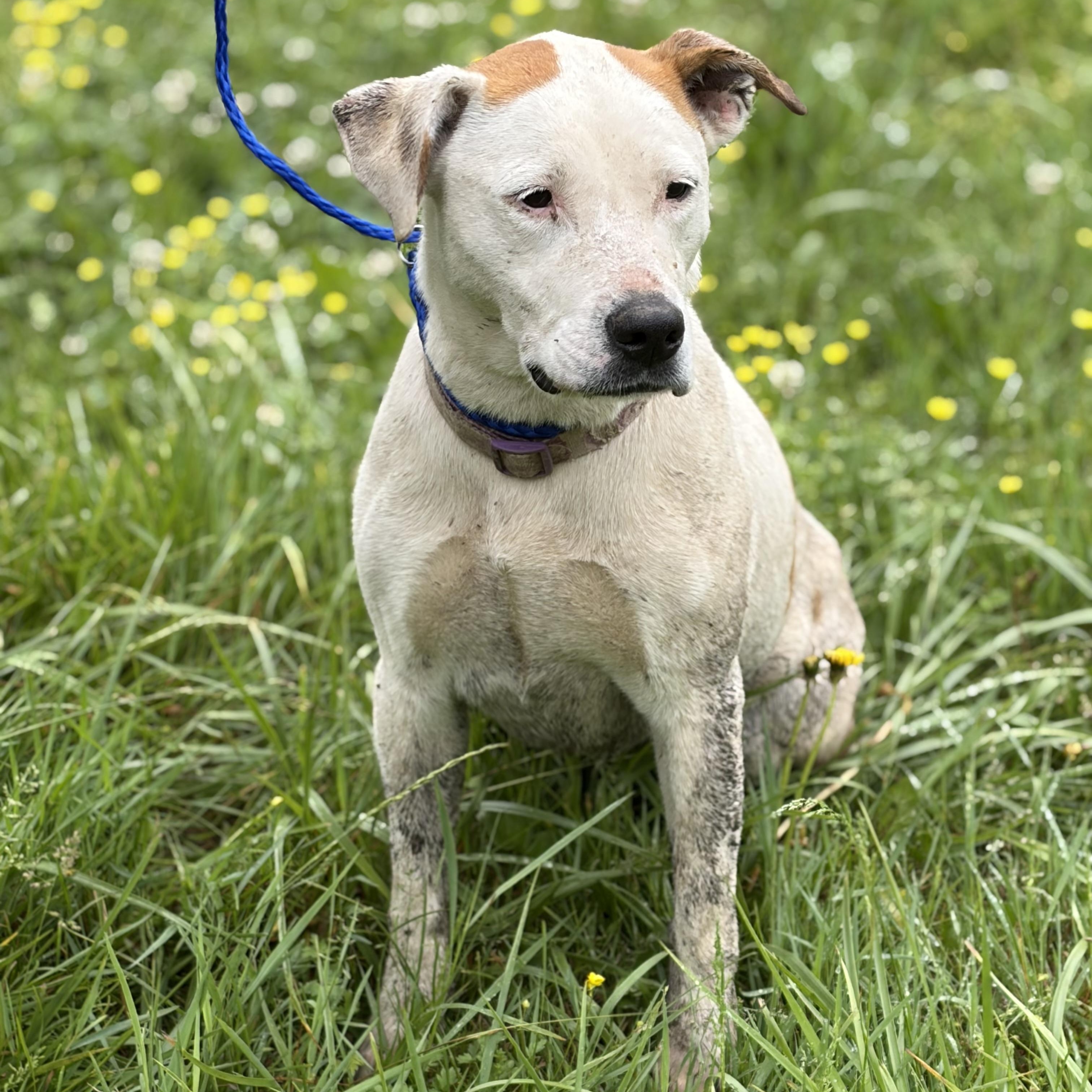 Enlarge Mazikeen, a Adoptable mixed breed in Downers Grove, IL image 4/5