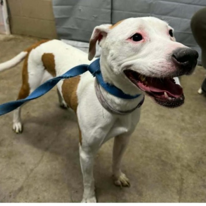 Enlarge Mazikeen, a Adoptable mixed breed in Downers Grove, IL image 2/5