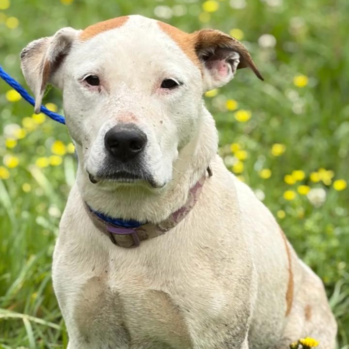 Mazikeen, Adoptable, Adult Female Pit Bull Terrier.