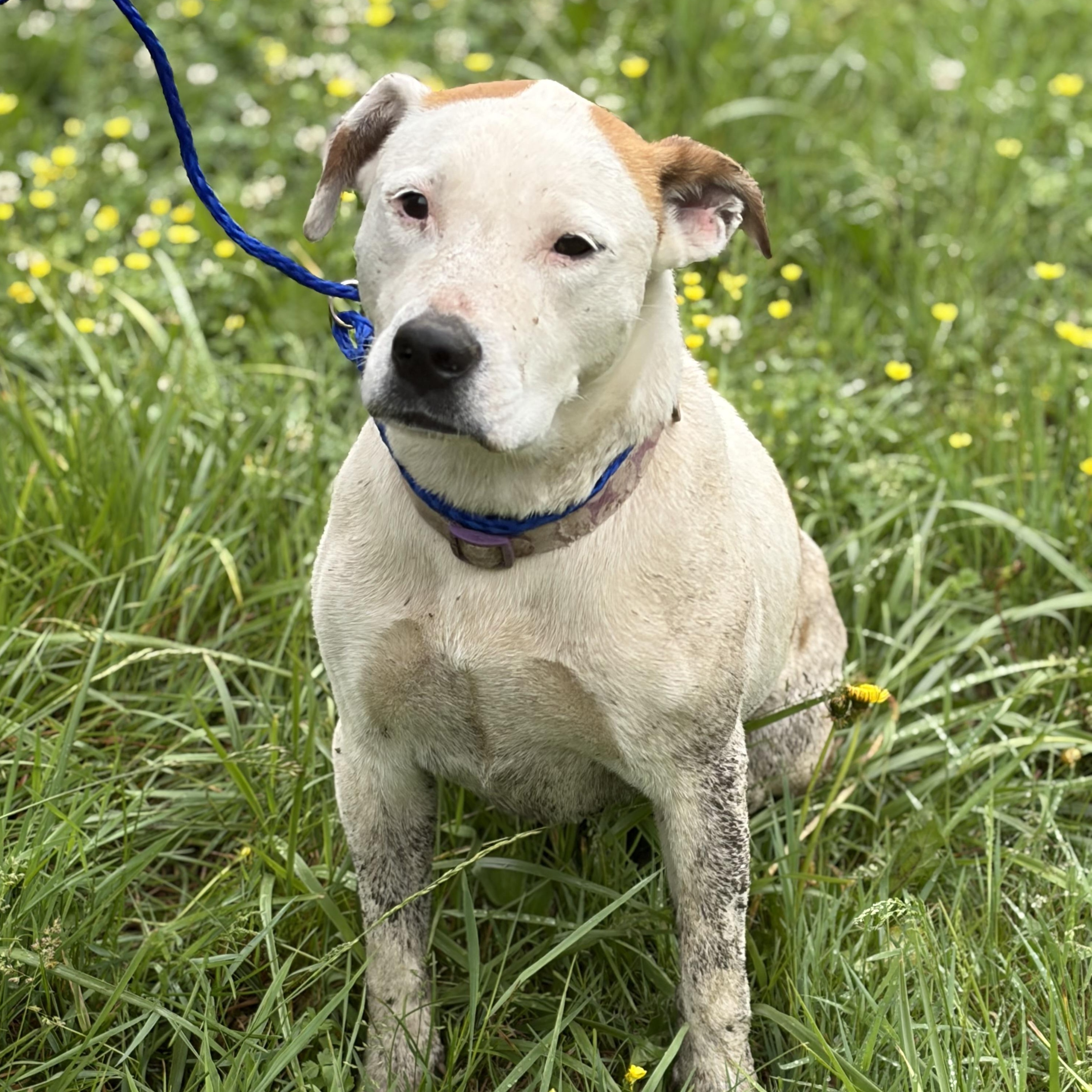 Enlarge Mazikeen, a Adoptable mixed breed in Downers Grove, IL image 3/5