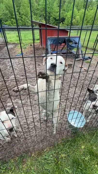 Enlarge Mazikeen, a Adoptable mixed breed in Downers Grove, IL video 5/5