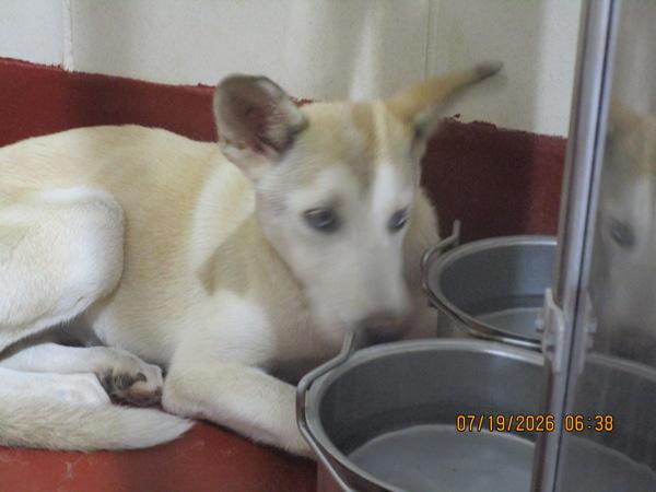 Kallie (202), Adoptable, Young Female Siberian Husky.