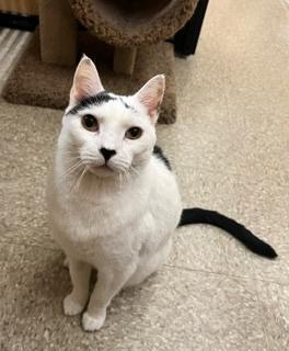 Dice, a Adoptable Domestic Short Hair in Melrose, MA image 1/6