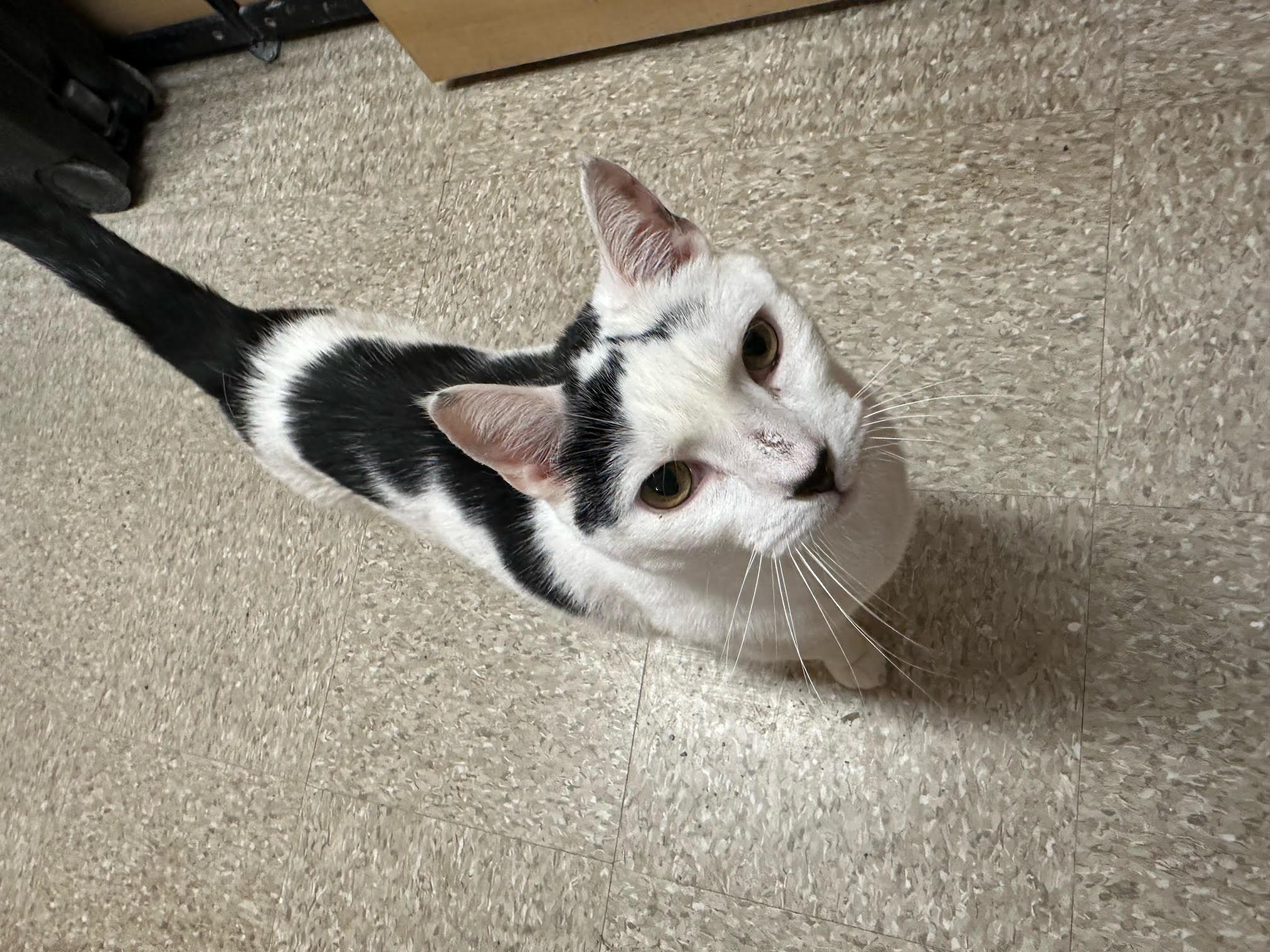 Dice, a Adoptable Domestic Short Hair in Melrose, MA image 2/6