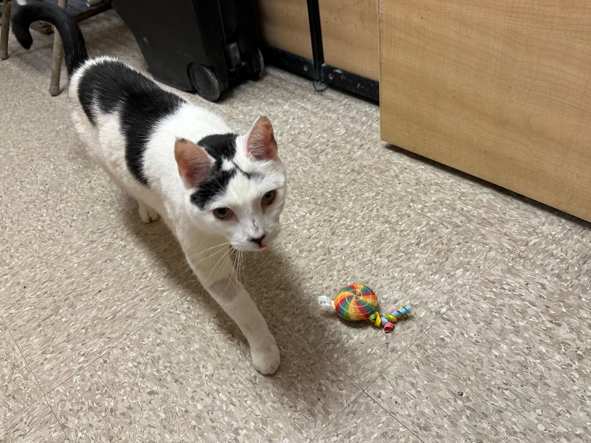 Dice, a Adoptable Domestic Short Hair in Melrose, MA image 3/6