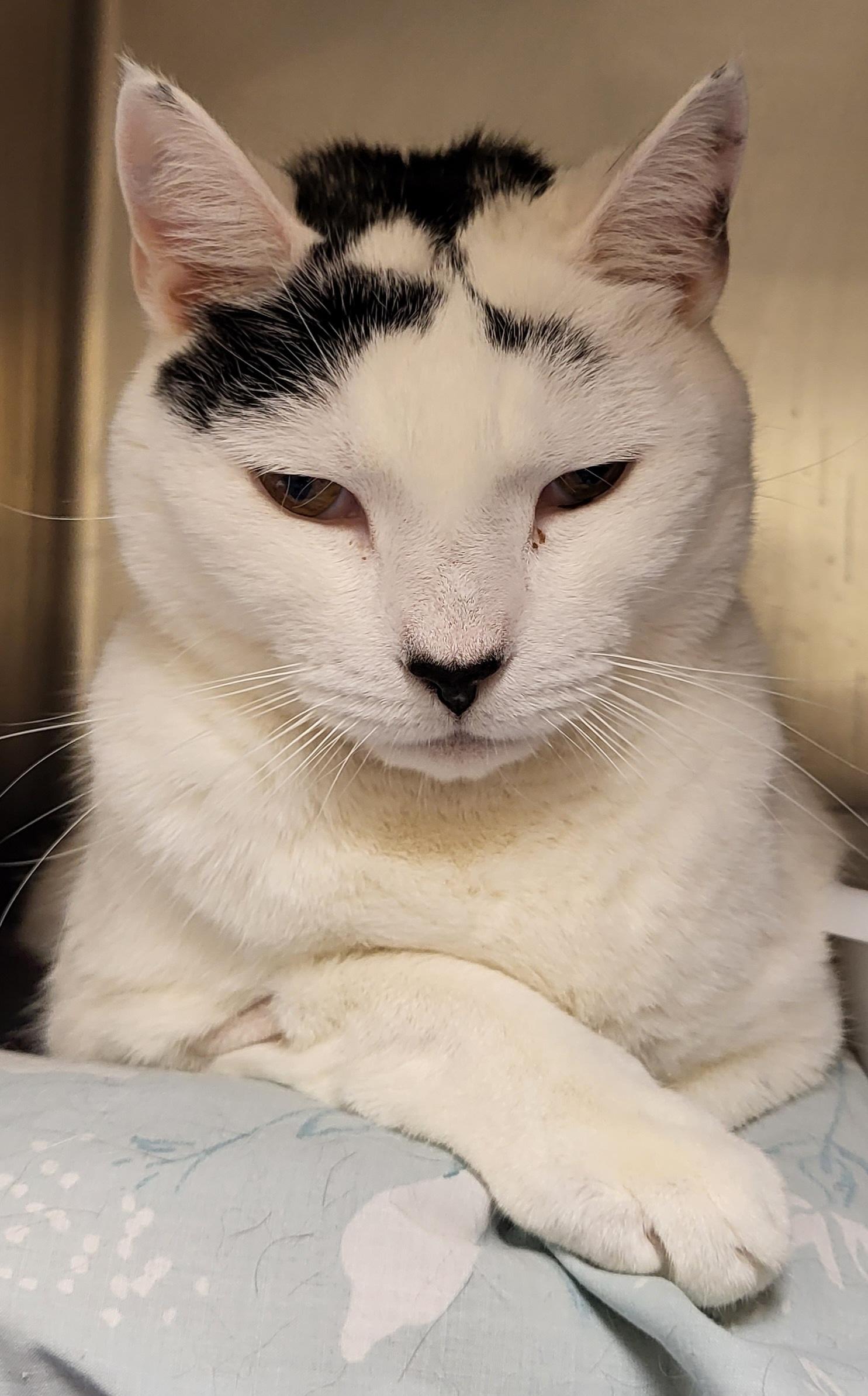 Dice, a Adoptable Domestic Short Hair in Melrose, MA image 4/6