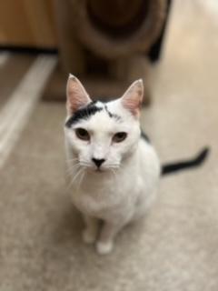 Dice, a Adoptable Domestic Short Hair in Melrose, MA image 5/6