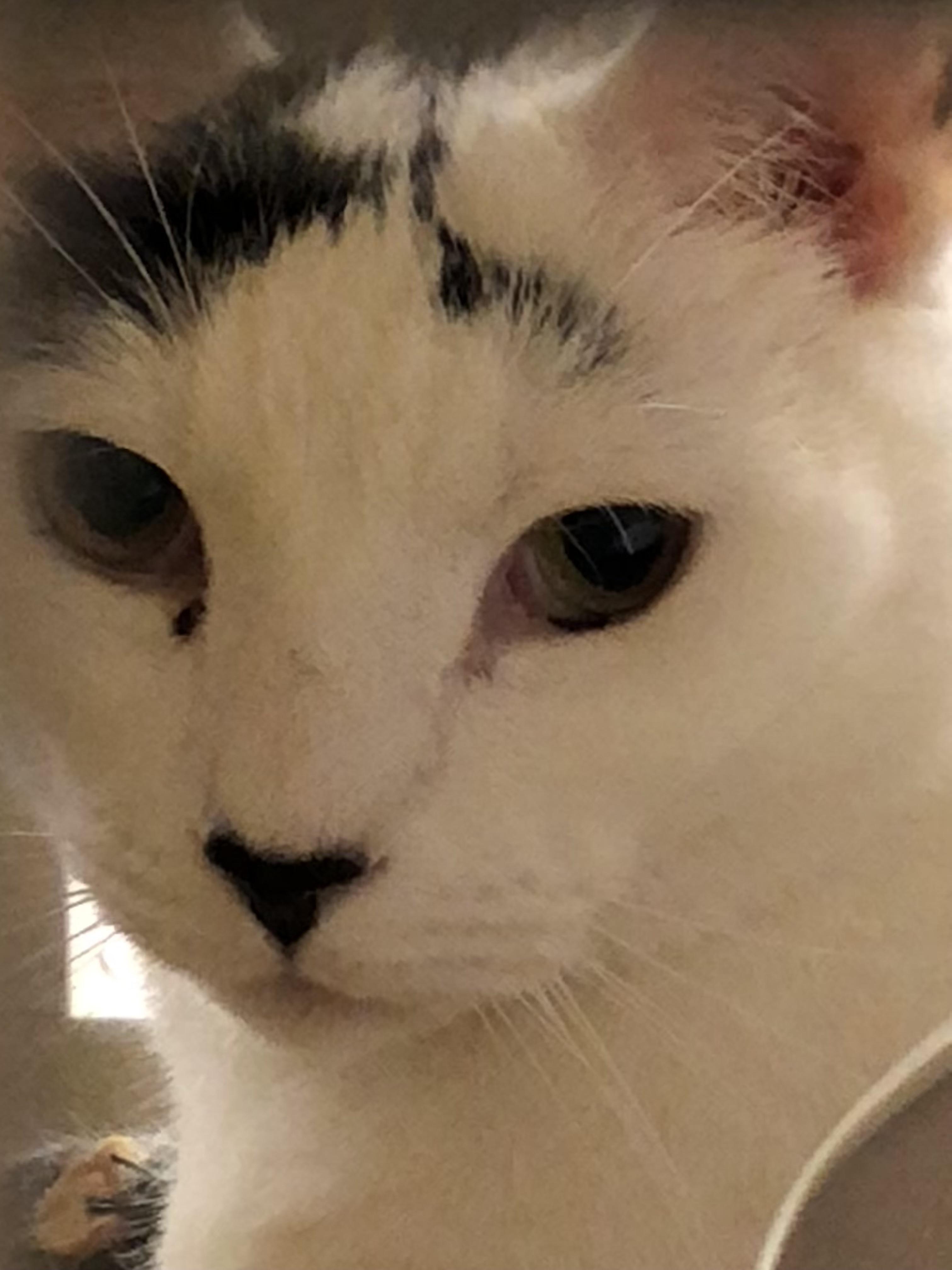 Dice, a Adoptable Domestic Short Hair in Melrose, MA image 6/6