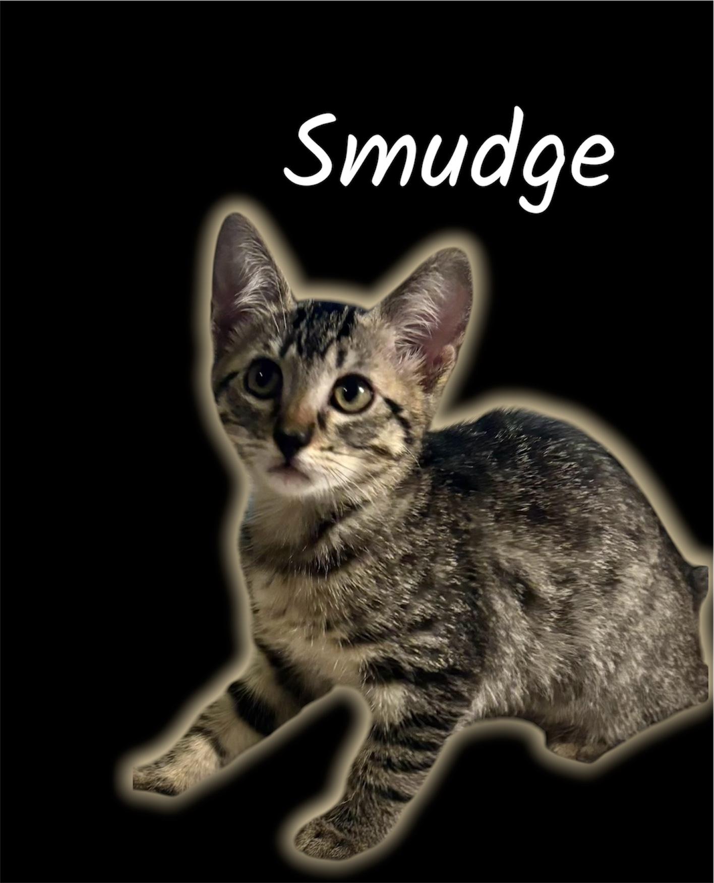 Enlarge Smudge, a Adoptable Domestic Short Hair in Auburn, CA image 1/1