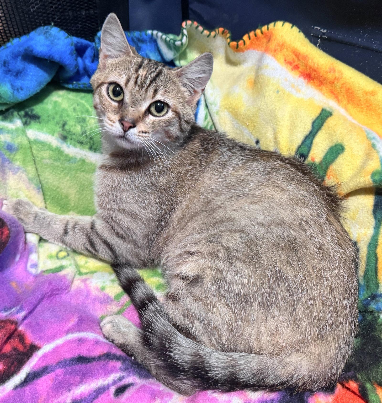 Ginnie, Adoptable, Adult Female Domestic Short Hair.