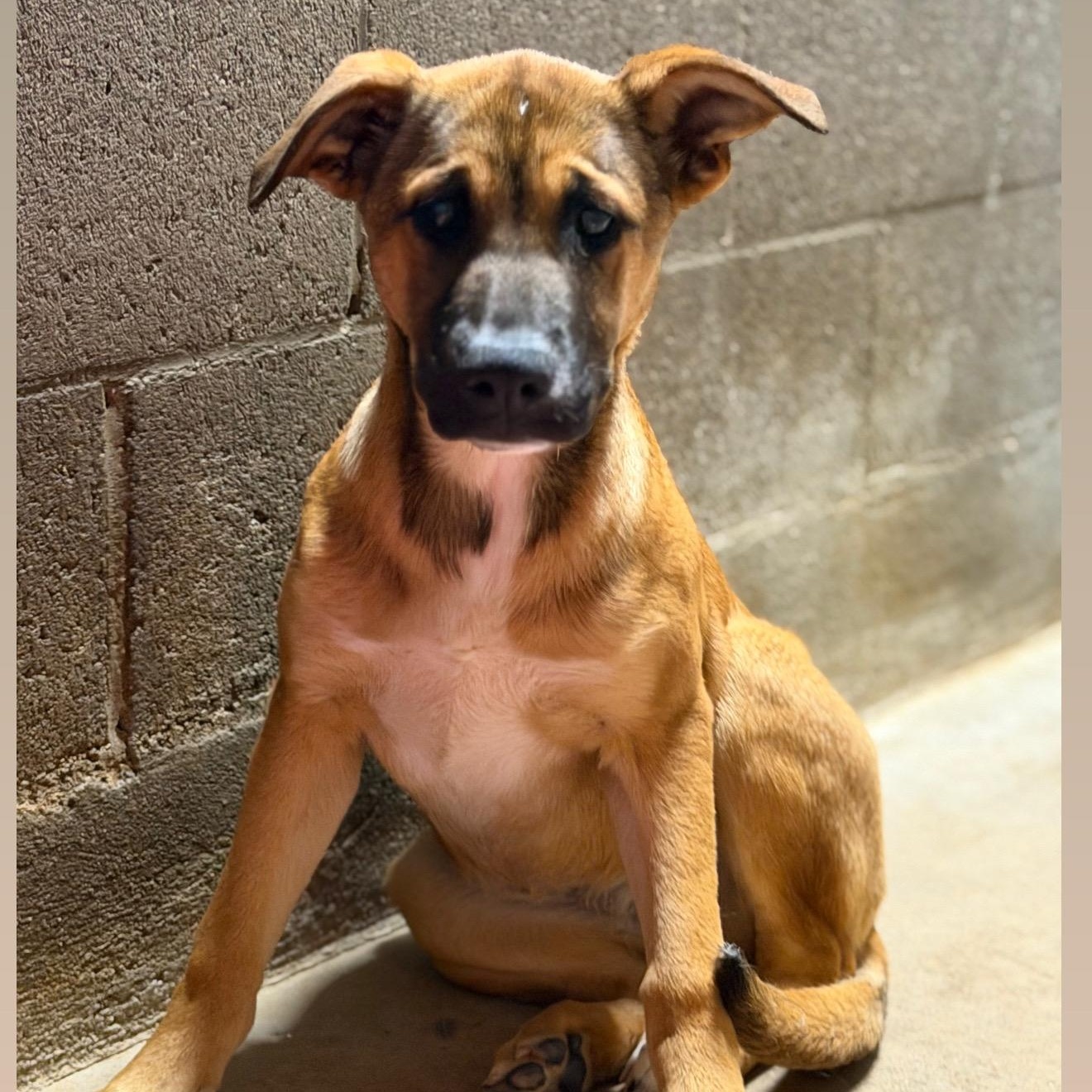 Enlarge NALA!, a Adoptable mixed breed in Loomis, CA image 6/6