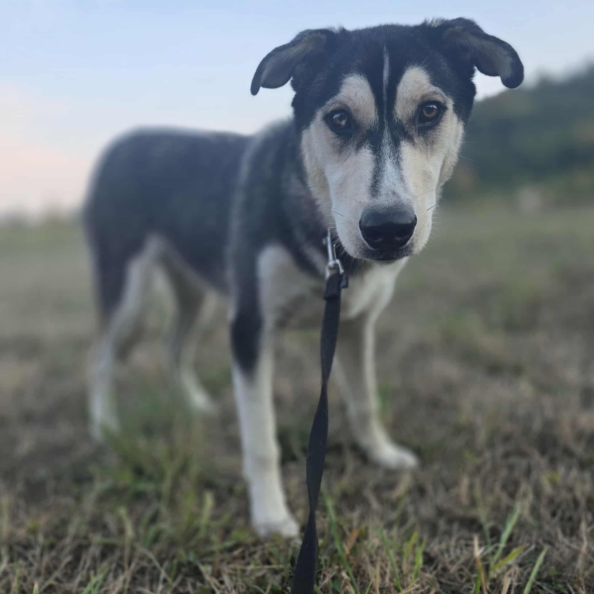 Enlarge Orion, a Adoptable mixed breed in Rochester, WA image 6/6