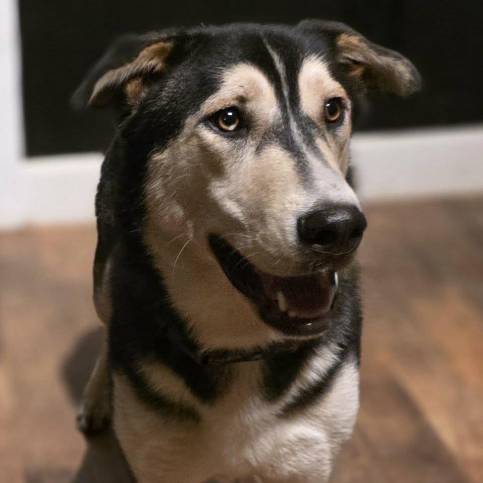 Orion, Adoptable, Young Male Siberian Husky & Rottweiler.
