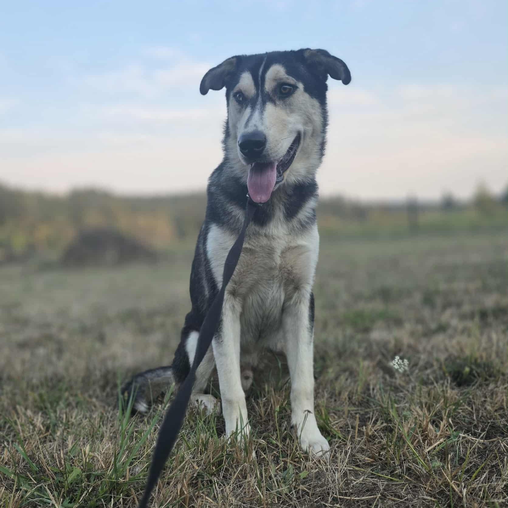 Enlarge Orion, a Adoptable mixed breed in Rochester, WA image 3/6