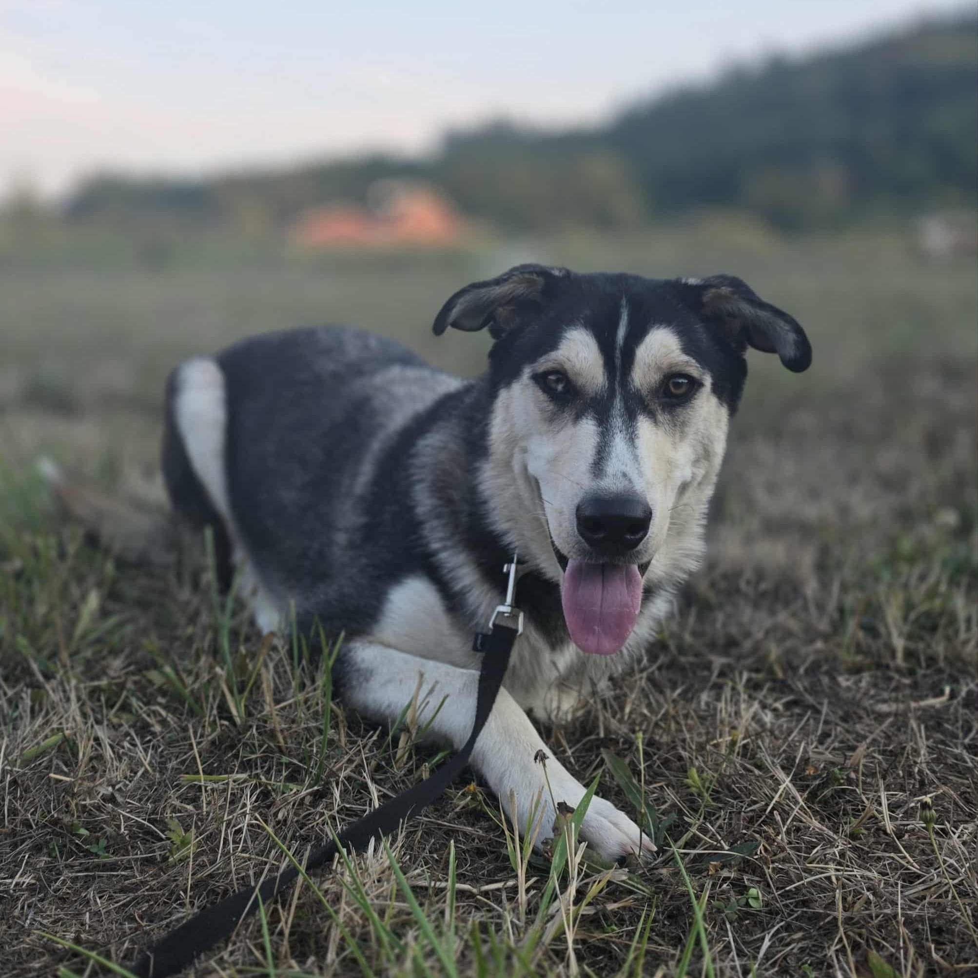 Orion, Adoptable, Young Male Siberian Husky & Rottweiler.