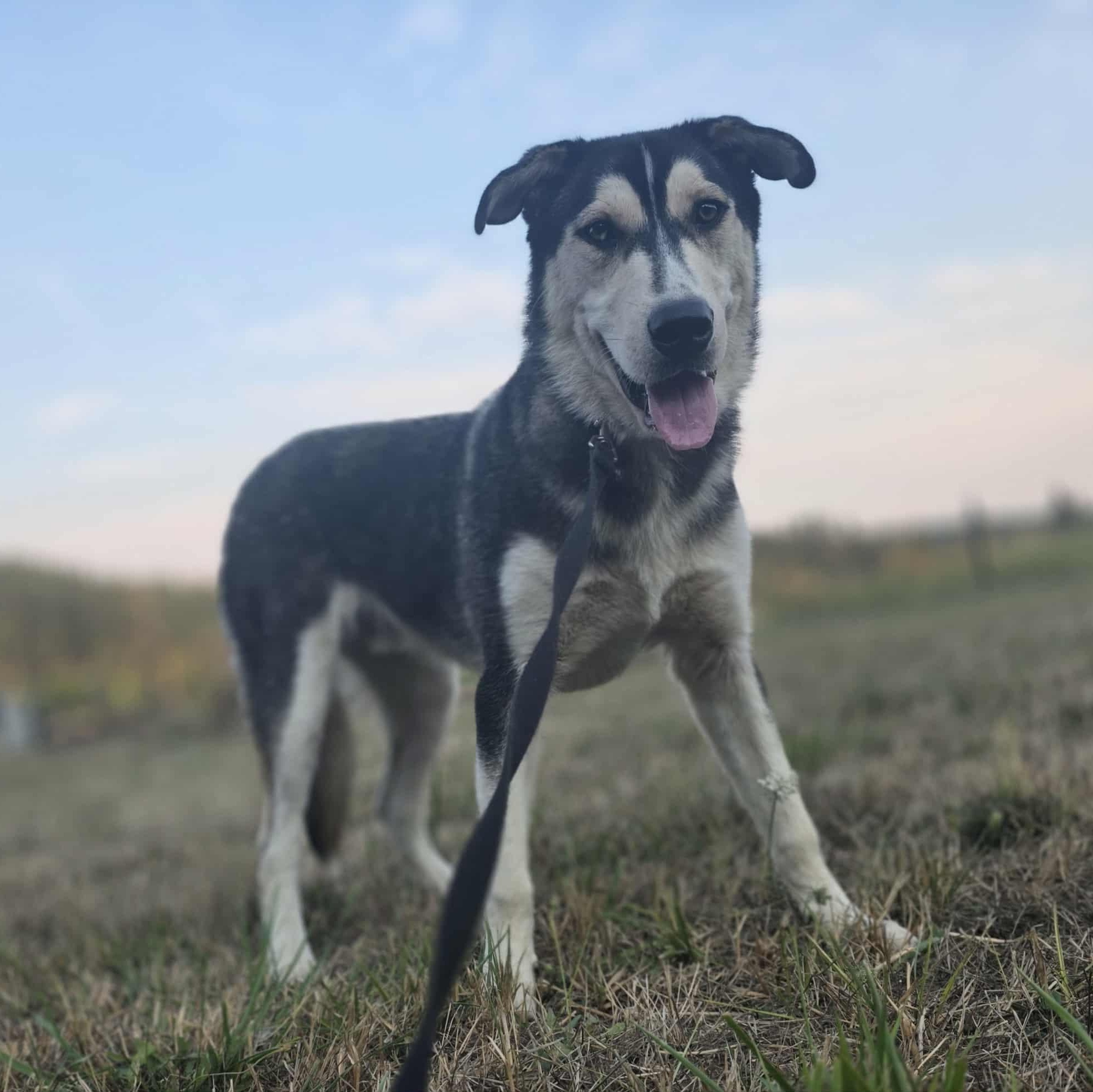 Enlarge Orion, a Adoptable mixed breed in Rochester, WA image 5/6