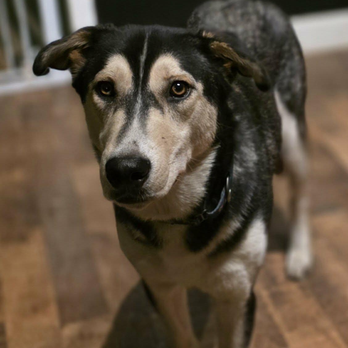 Enlarge Orion, an adopted mixed breed in Rochester, WA image 4/6