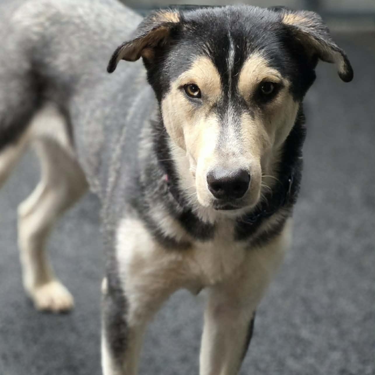 Orion, Adoptable, Young Male Siberian Husky & Rottweiler.
