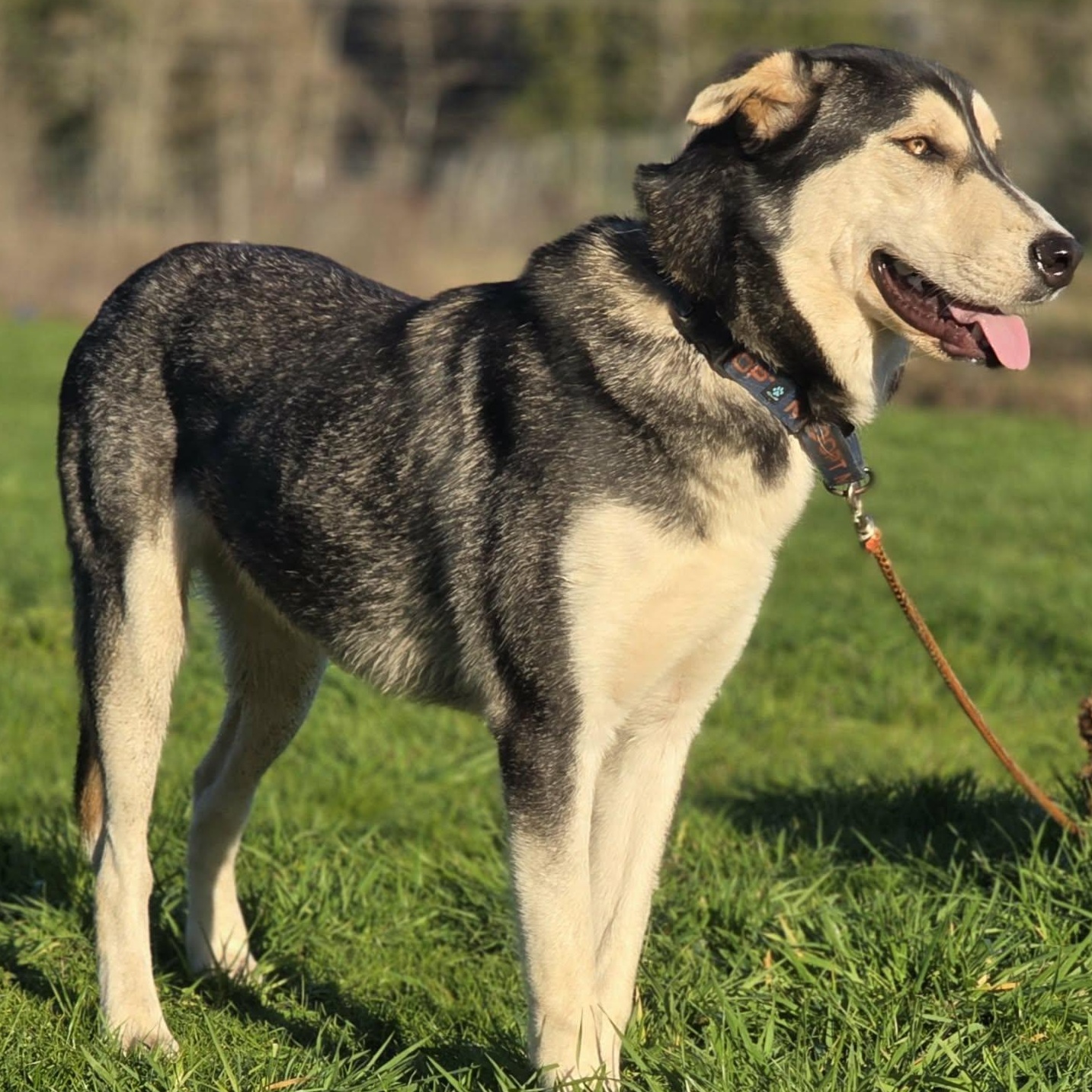 Orion, Adoptable, Young Male Siberian Husky & Rottweiler.