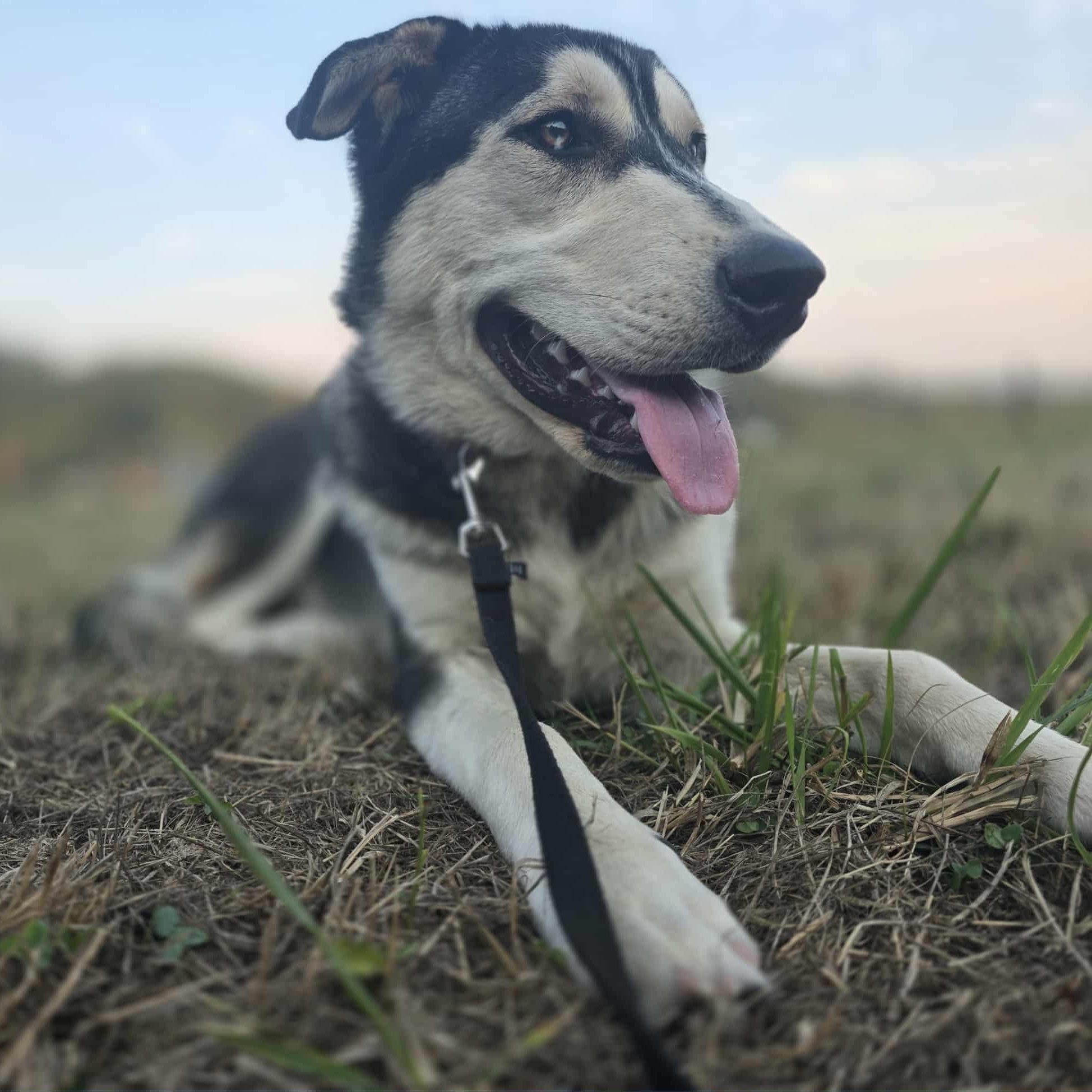 Enlarge Orion, a Adoptable mixed breed in Rochester, WA image 4/6