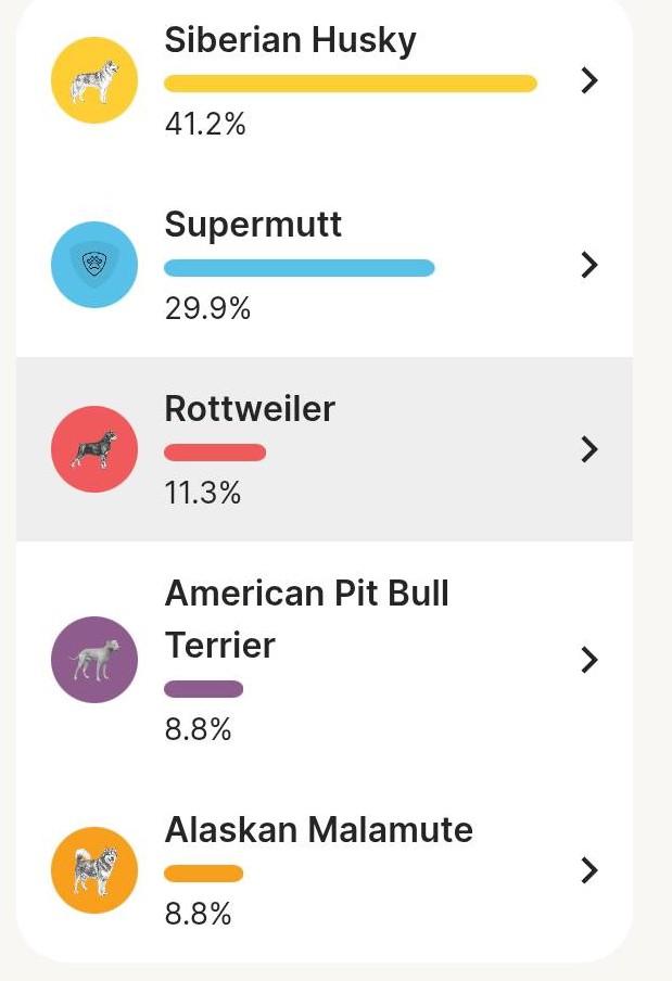 Enlarge Orion, a Adoptable mixed breed in Rochester, WA image 2/6