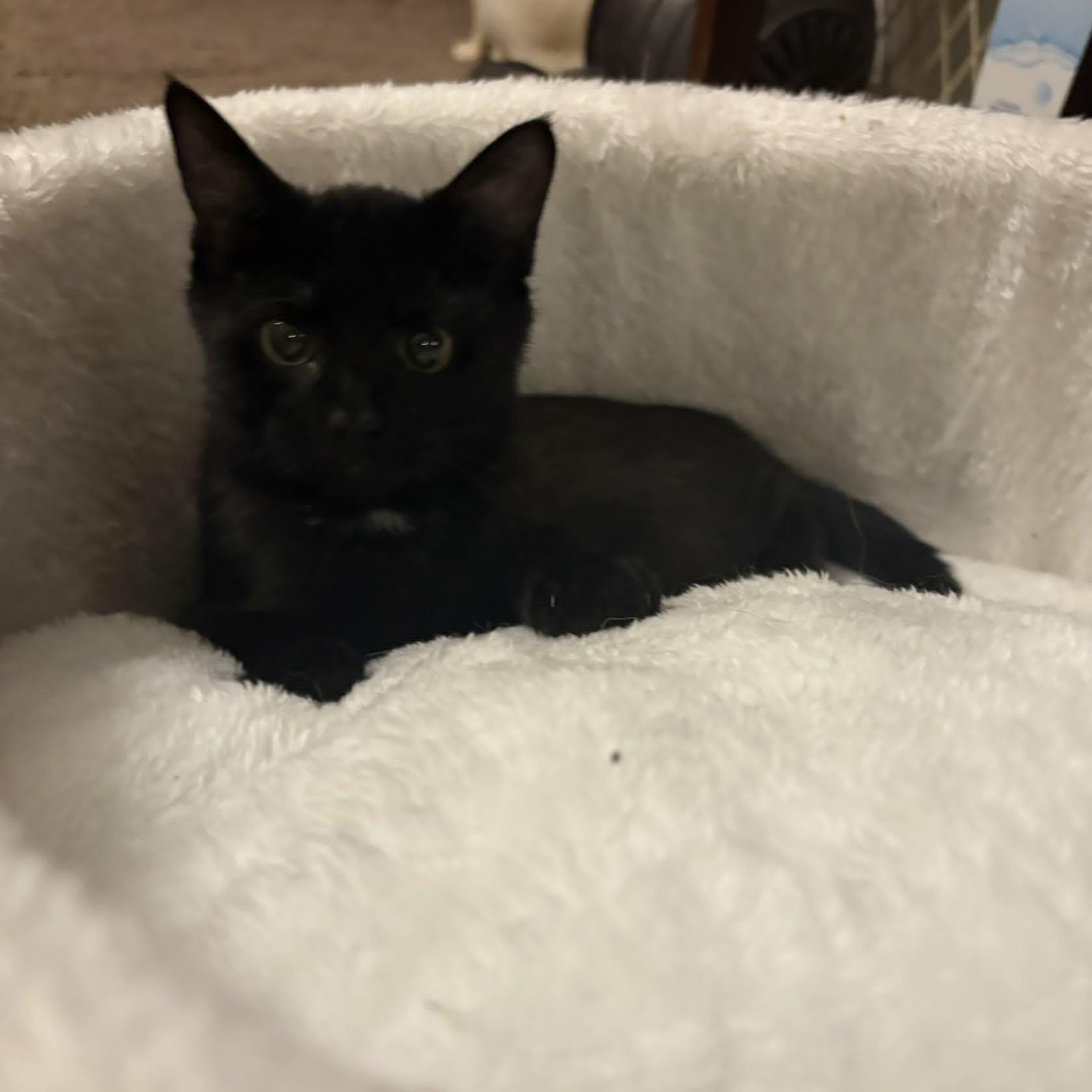 Velvet, a ADOPTABLE Domestic Short Hair in Lancaster, KY image 3/3