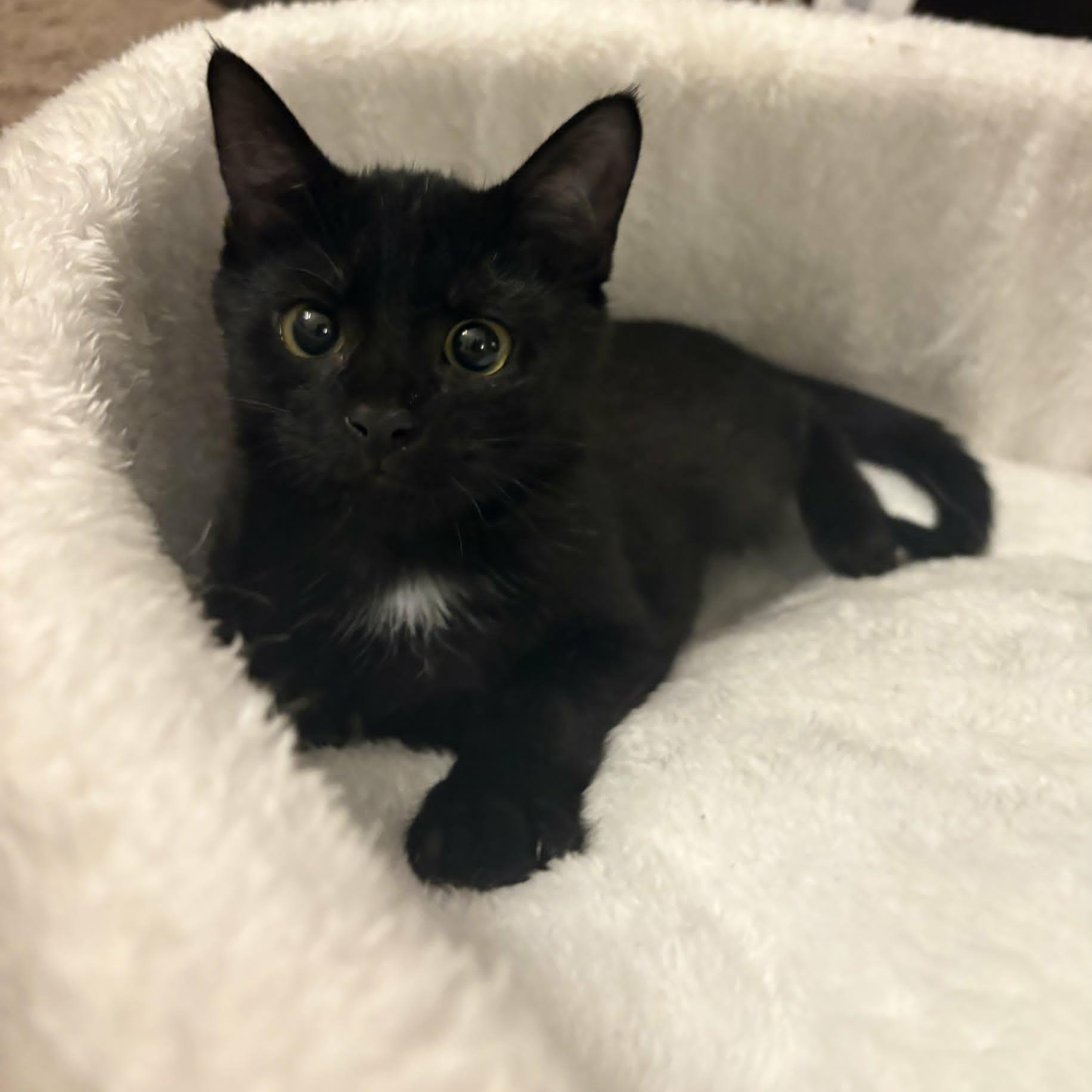 Velvet, a ADOPTABLE Domestic Short Hair in Lancaster, KY image 1/3