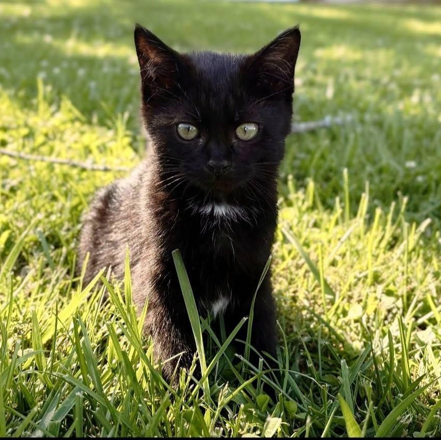 Velvet, a ADOPTABLE Domestic Short Hair in Lancaster, KY image 2/3