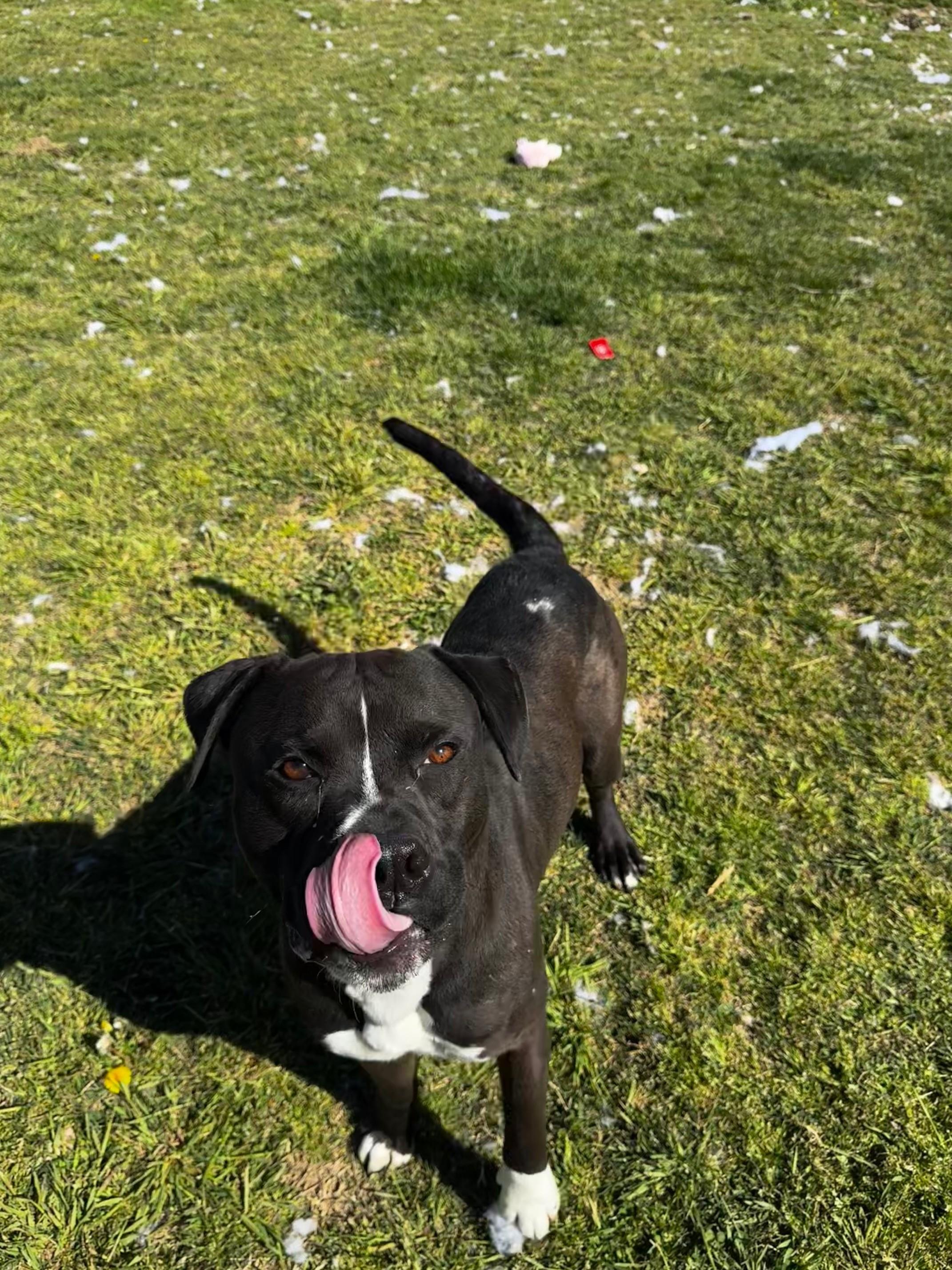 Dax, a Adoptable American Staffordshire Terrier in Tullahoma, TN image 2/6