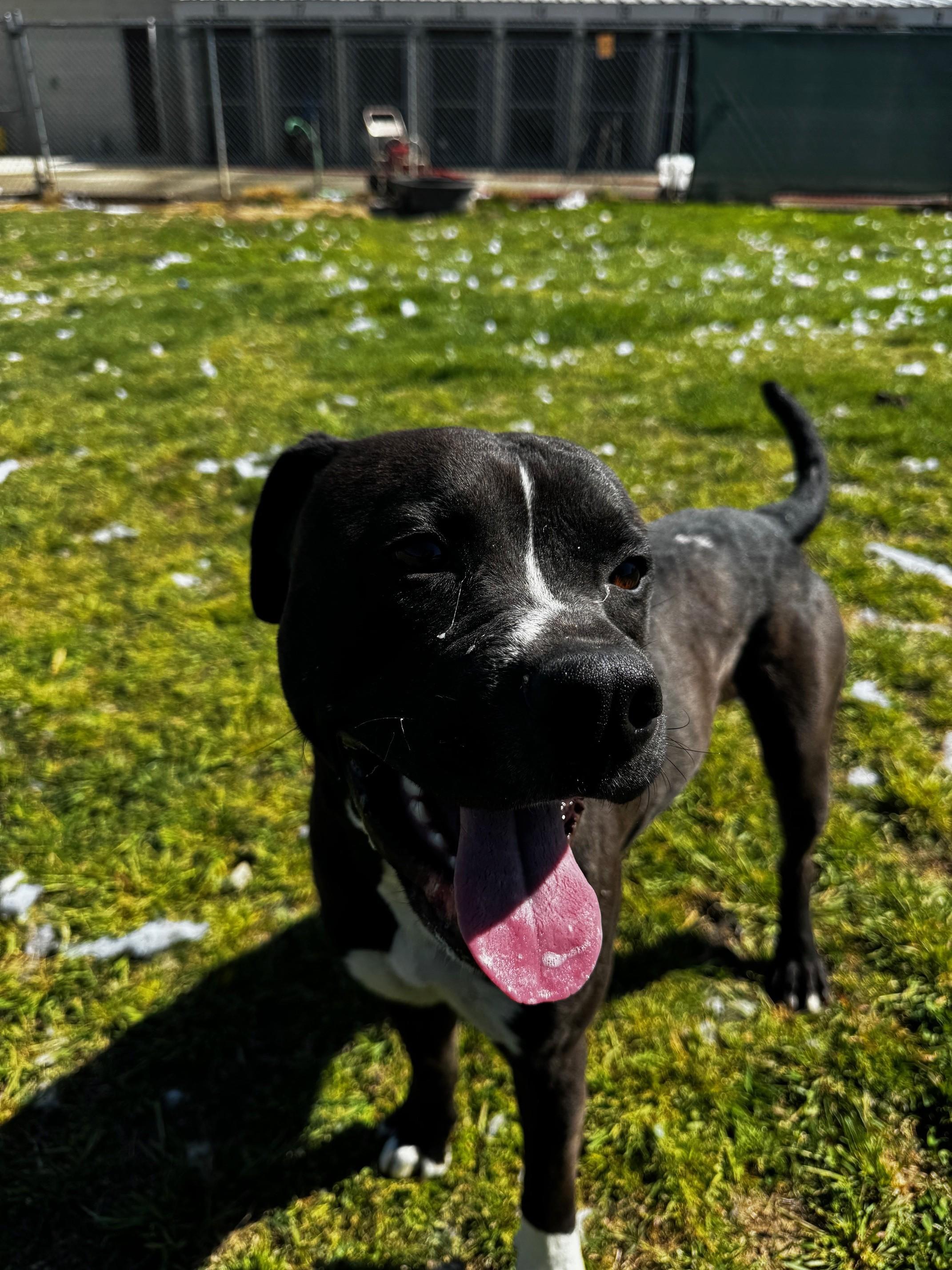 Dax, a Adoptable American Staffordshire Terrier in Tullahoma, TN image 3/6