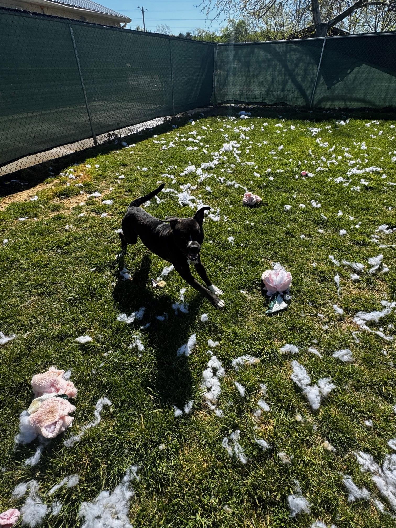 Dax, a Adoptable American Staffordshire Terrier in Tullahoma, TN image 4/6