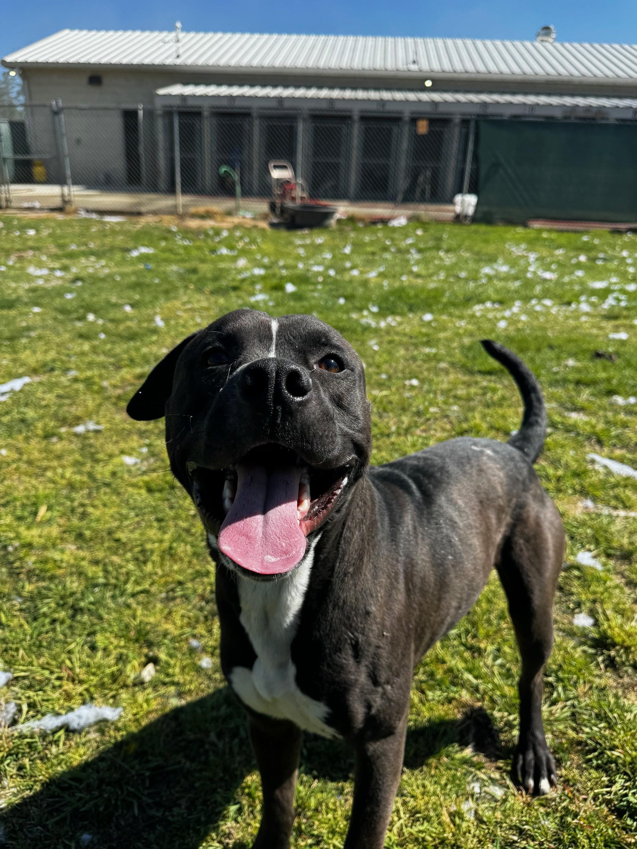 Dax, a Adoptable American Staffordshire Terrier in Tullahoma, TN image 5/6