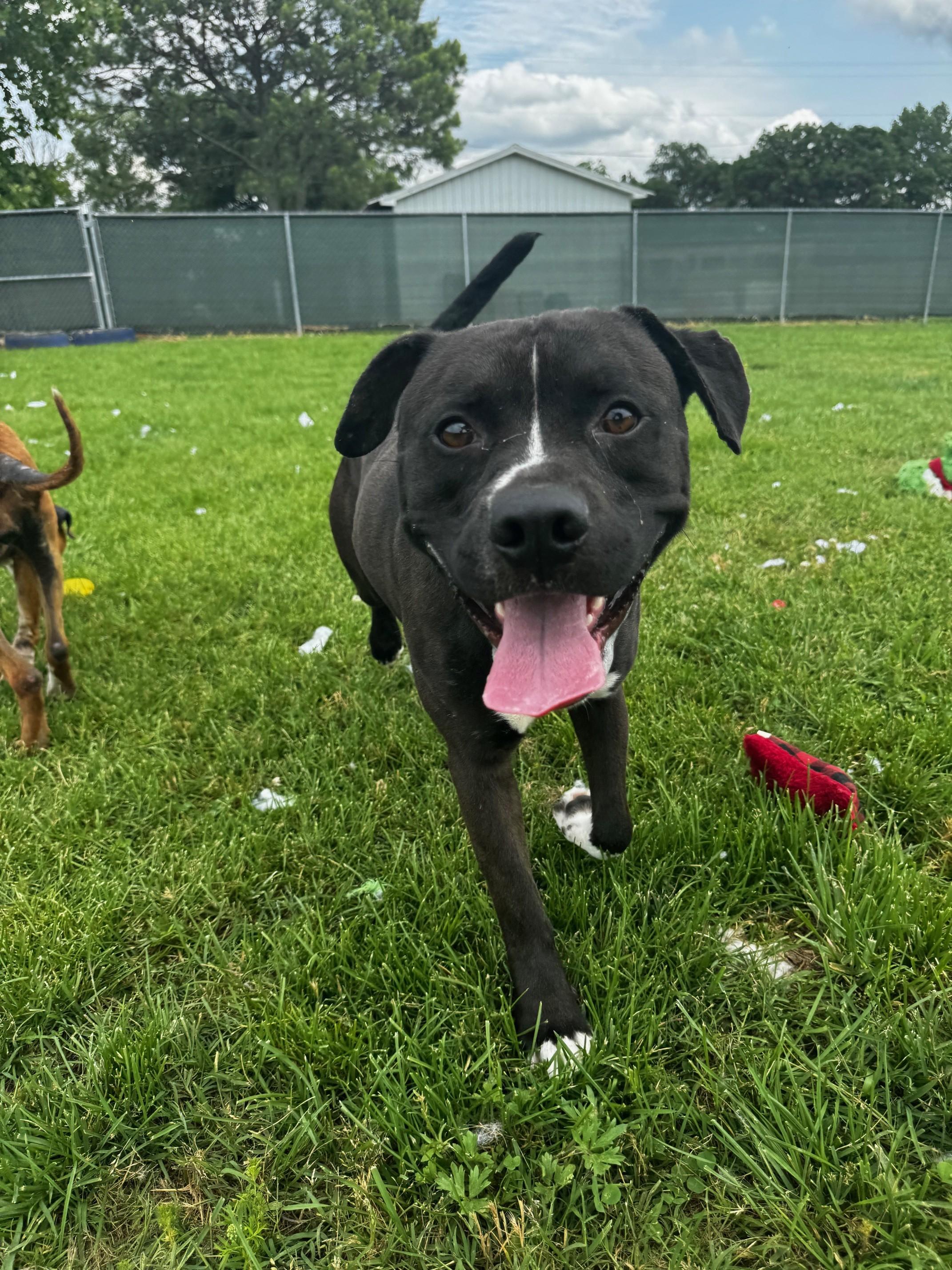 Dax, Adult Male American Staffordshire Terrier